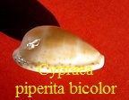 Cypraea piperita var. bicolor, Gaskoin 1849